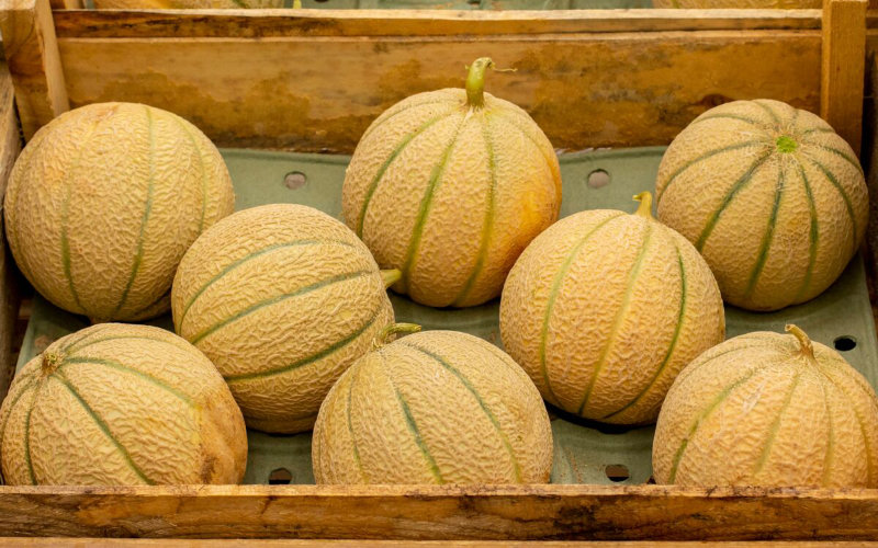 Morocco Breaks Record as Top Melon Exporter to Spain, Surpassing Netherlands