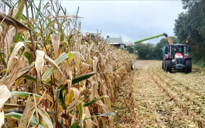 Morocco Cadmium Fertilizers Adaptation France Health