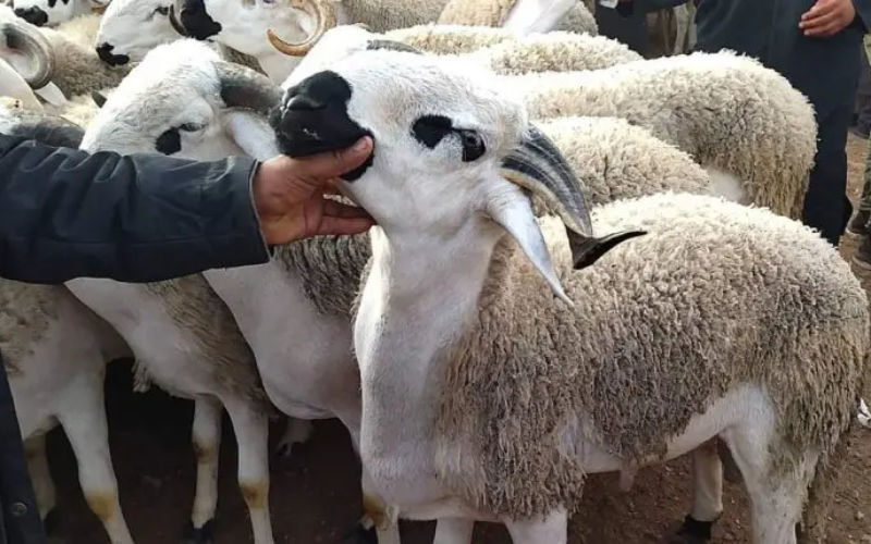 Morocco Cancels Eid Al-Adha Sacrifice, Impacting Economy and Traditions