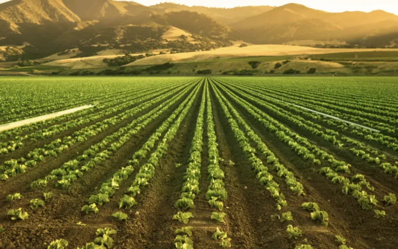Morocco Challenges Spain Agriculture Dominance