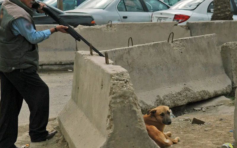 Morocco City Sparks Outrage with Stray Dog Culling Campaign