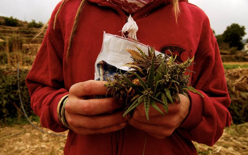 Morocco Considers Amnesty for Small Cannabis Growers Amid Legalization Debate
