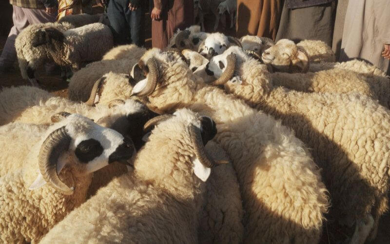 Morocco Considers Canceling Eid al-Adha Amid COVID-19 Economic Strain