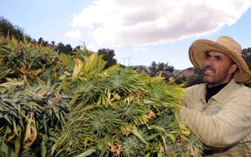 Morocco Considers Cannabis Legalization Bill to Boost Farmer Incomes