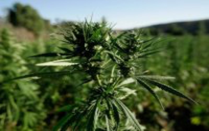 Morocco Considers Cannabis Legalization, Eyeing Lesotho's Economic Success