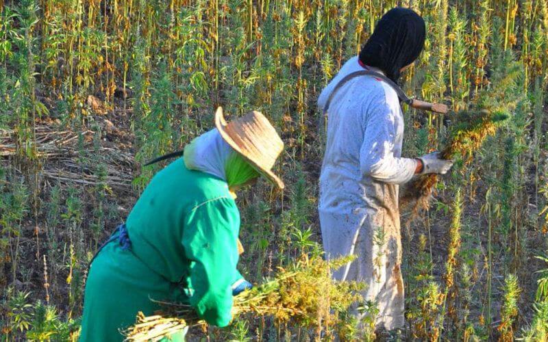 Morocco Considers Cannabis Reform to Boost Economy Amid Taboo