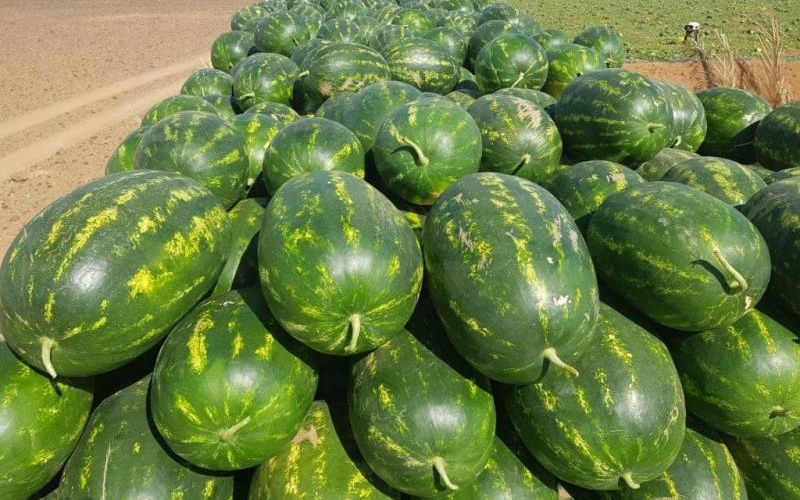 Morocco Considers Legal Action Against French Farmers Over Export Vandalism