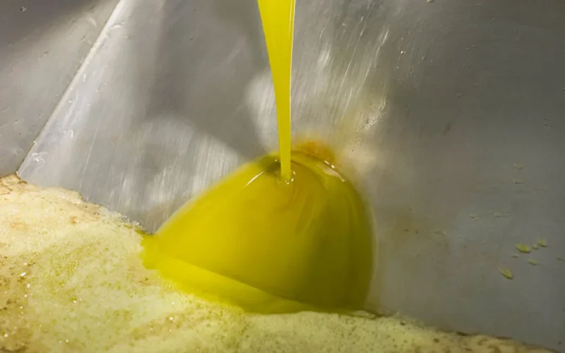 Morocco: controversy over the increase in olive pressing