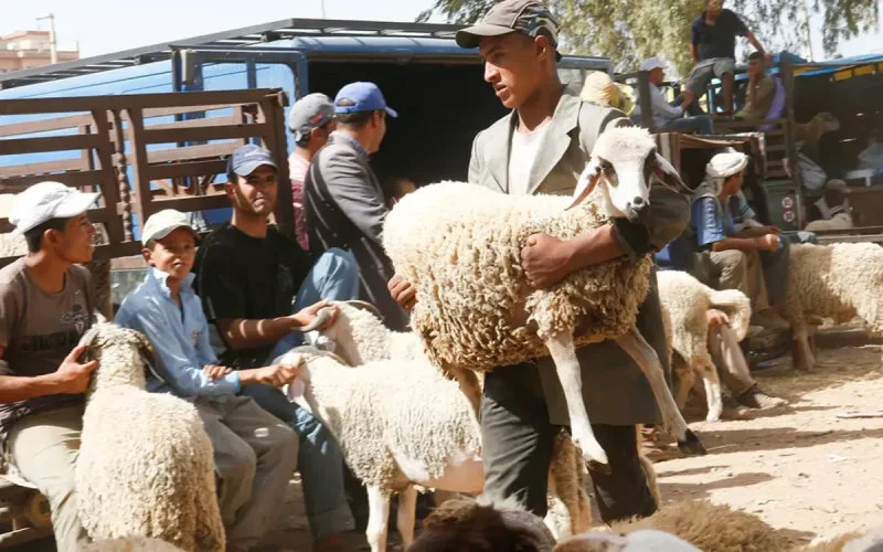 Morocco Cracks Down on Eid al-Adha Sheep Sales Chaos