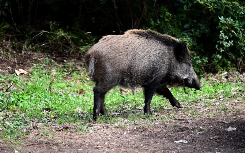 Morocco: Deadly wild boar attack in Sefrou