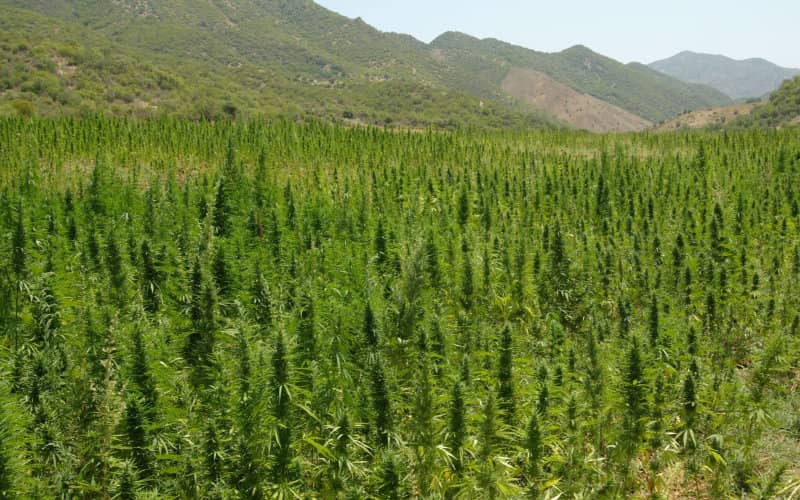 Morocco Delays Cannabis Legalization Bill Amid Political Tensions