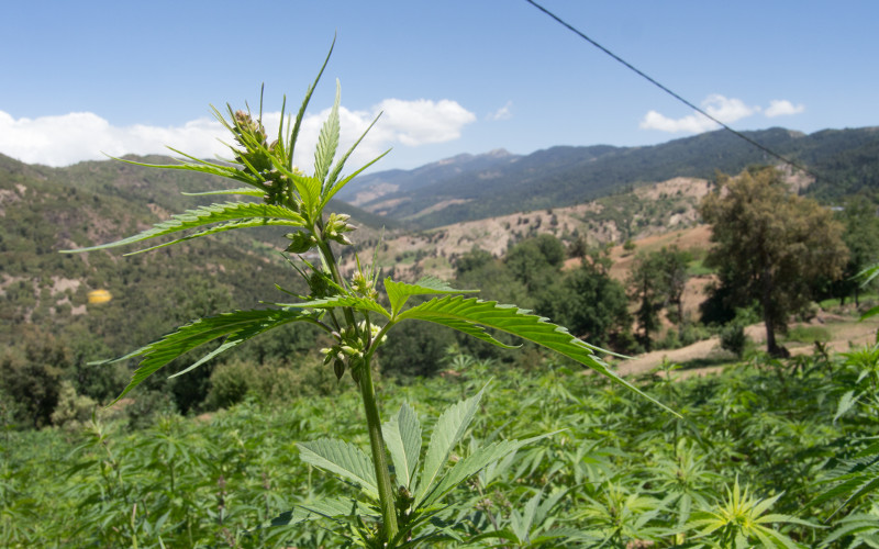 Morocco Delays Vote on Cannabis Legalization Bill for Second Time