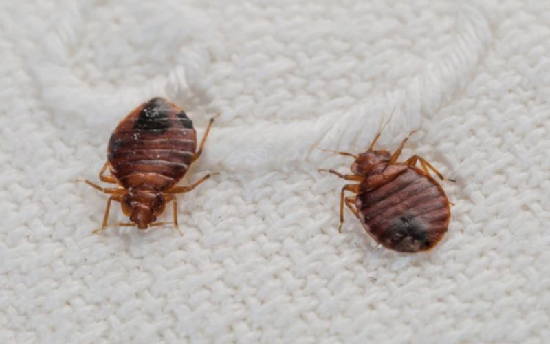 Morocco Denies Bed Bug Outbreak, Implements Preventive Measures