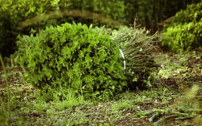 Morocco Destroys Contaminated Mint Fields to Protect Consumers from Banned Pesticides