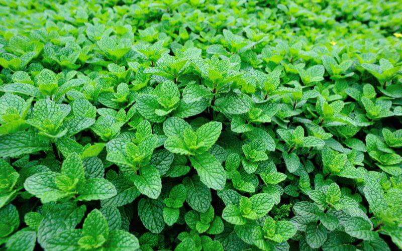 Morocco Destroys 1.5 Hectares of Mint Crops Contaminated with Illegal Pesticides