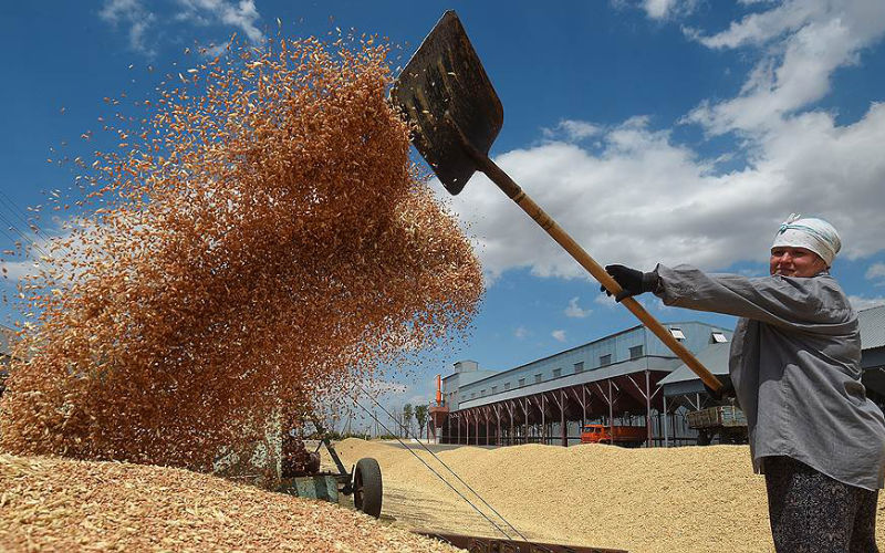 Morocco Diversifies Wheat Imports as Russian Shipments Rise