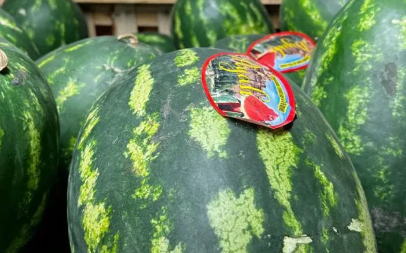 Morocco Dominates European Watermelon Market, Leading Exports to Spain and France
