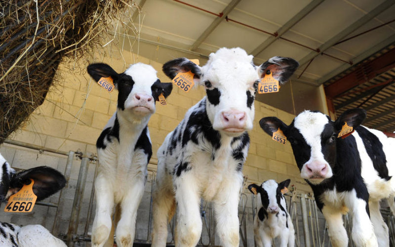 Morocco Eases Import Taxes on Meat and Olive Oil to Combat Rising Food Prices