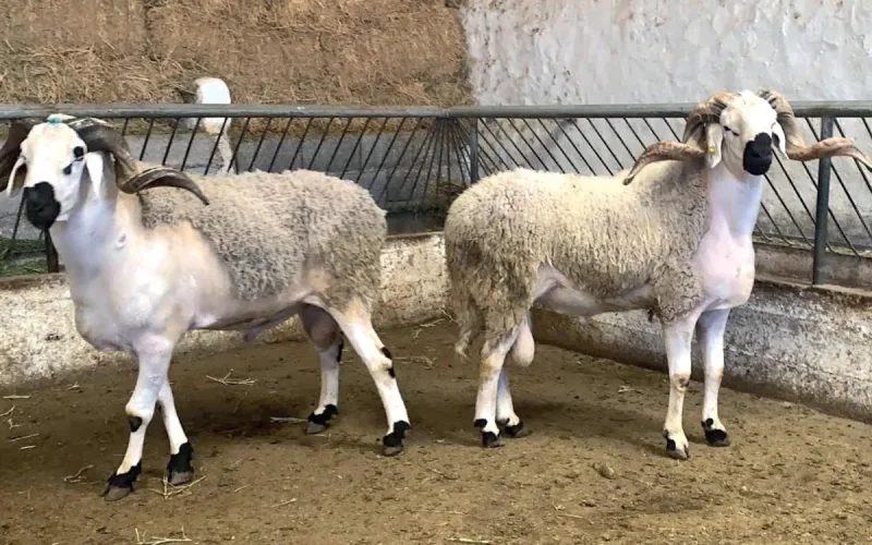 Morocco: Eid lamb will be more expensive