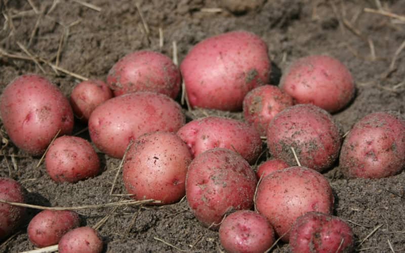 Morocco Emerges as Top Potato Producer in North Africa, Boosts Export Potential
