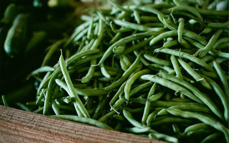 Morocco Emerges as World's Second-Largest Green Bean Producer, Yield Tops 200,000 Tons