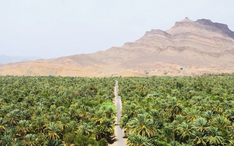Morocco Environmental Ranking Falls Behind Algeria Tunisia
