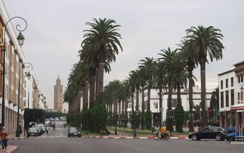 Morocco Environmentalists Slam Invasive Palm Species, Call for Native Tree Preservation