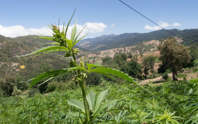 Morocco to Establish National Cannabis Regulatory Agency for Medical and Industrial Use