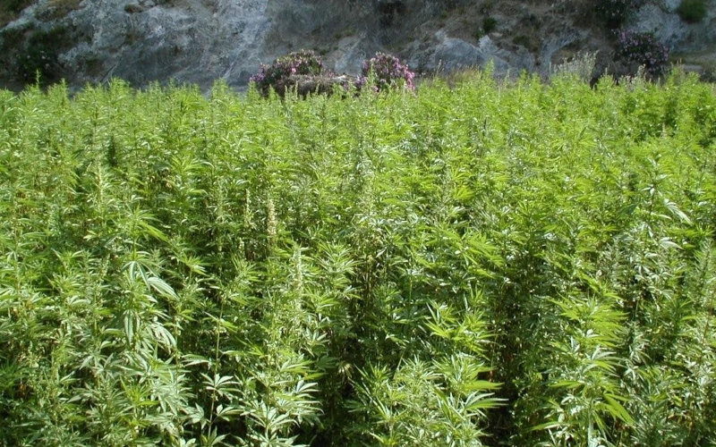 Morocco to Examine Cannabis Legalization Bill, Experts Call for Improvements