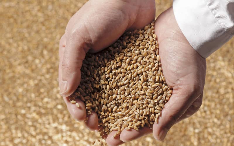 Morocco Expands Cereal Imports to 25 Countries Amid Global Supply Concerns