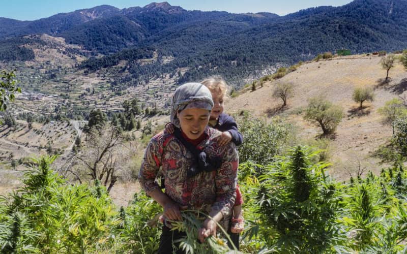 Morocco Expands Legal Cannabis Cultivation, Rural Municipalities Eager to Join