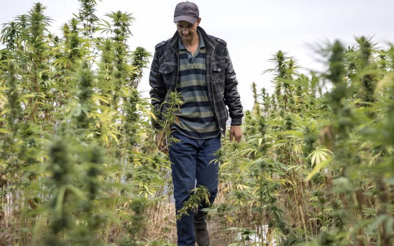 Morocco Explores Alternatives to Cannabis Farming Amid Environmental Concerns