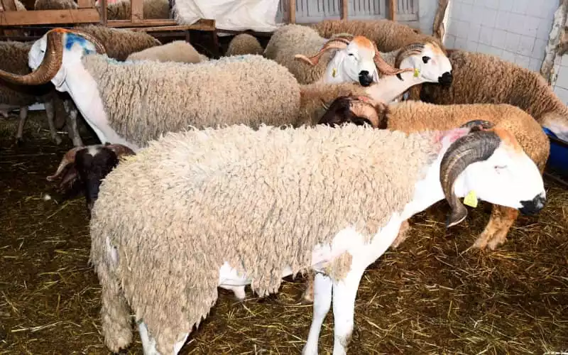 Morocco Faces Sheep Shortage and Price Surge Ahead of Eid Al Adha