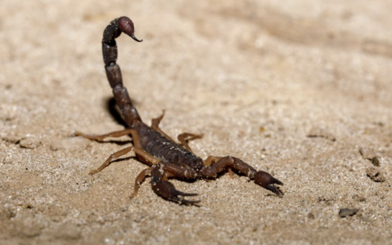 Morocco Faces Shortage of Anti-Venom and Rabies Vaccines Amid Heatwave Dangers