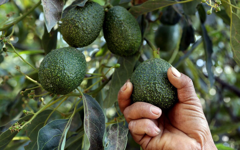 Morocco Faces Stiff Competition from Colombia in Avocado Export Market