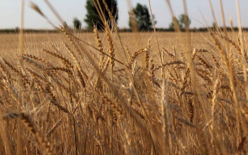Morocco Faces Wheat Shortage as US Import Bid Fails to Attract Suppliers