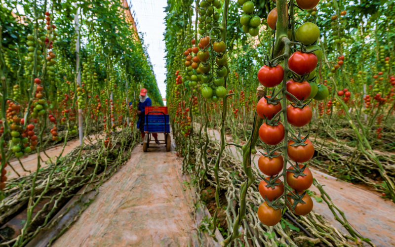 Morocco Falls Out of Top 15 Fruit and Vegetable Exporters to Russia