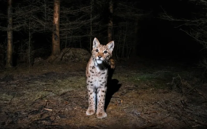 Morocco: a family terrorized by a wild cat that entered in the middle of the night