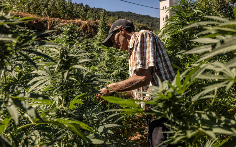 Morocco: A first successful legal cannabis harvest