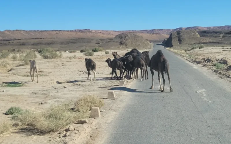 Morocco fluorescent camels prevent road accidents