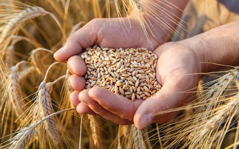 Morocco Grapples with Economic Fallout as Ukraine War Drives Wheat Prices Higher