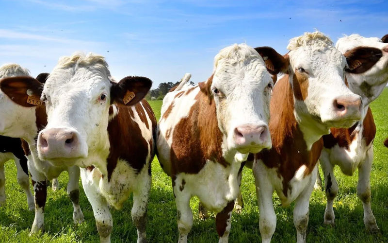 Morocco Halts European Cattle Imports Amid EHD Outbreak Concerns
