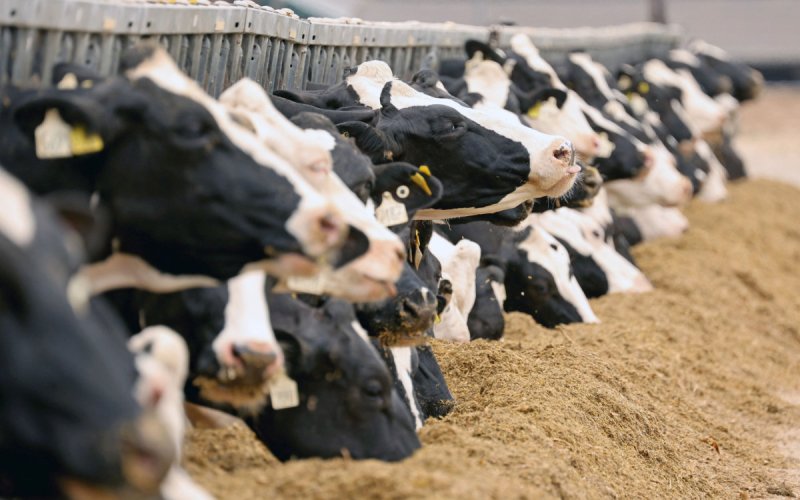 Morocco Halts Spanish Cattle Imports, Sparking Beef Price Surge Fears