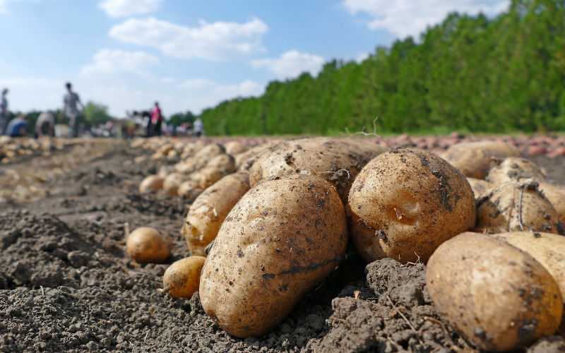 Morocco Halts Vegetable Exports to West Africa Amid Soaring Domestic Prices