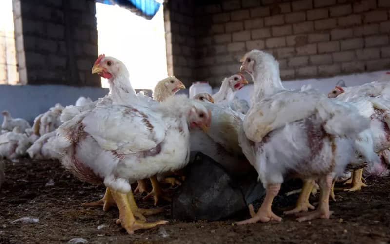 Morocco Heightens Border Controls as Avian Flu Spreads in Algeria