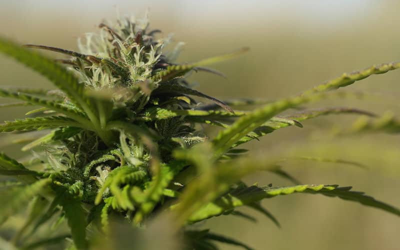 Morocco Hosts First Congress on Medical Cannabis Research and Industry