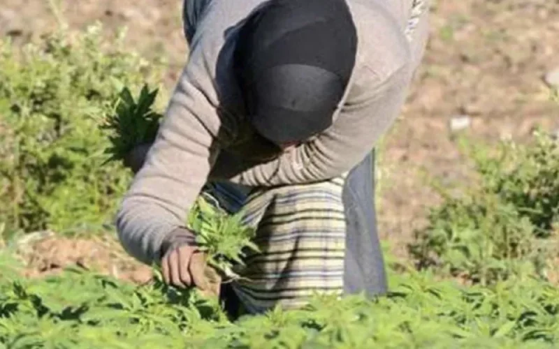 Morocco: Illegal cannabis cultivation down 85% in twenty years