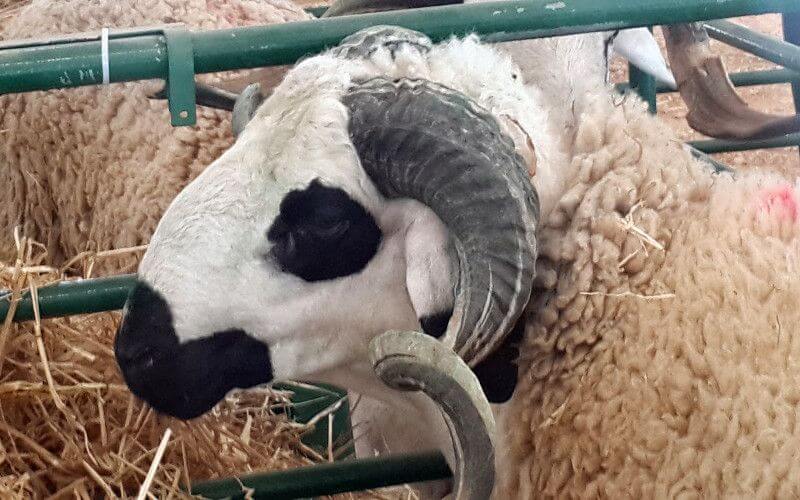 Morocco Implements Health Measures for Eid Al-Adha Amid Pandemic
