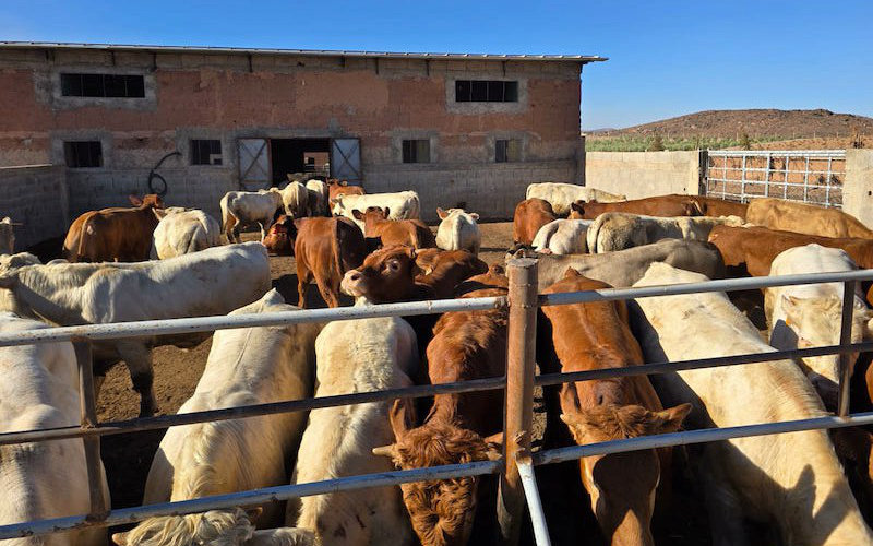 Morocco Imports 1,300 French Calves to Boost Red Meat Supply