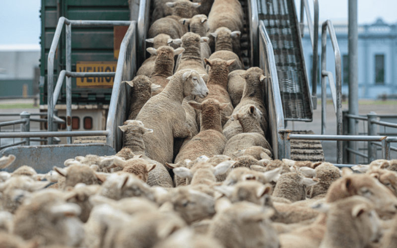 Morocco Imports Thousands of Sheep for Eid al-Adha as Drought Impacts Supply